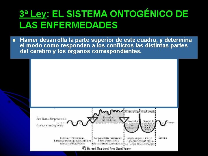 3ª Ley: EL SISTEMA ONTOGÉNICO DE LAS ENFERMEDADES Hamer desarrolla la parte superior de