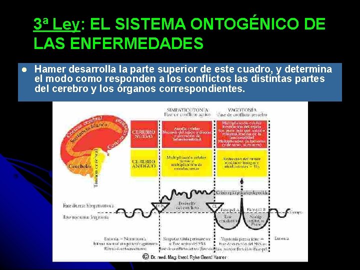 3ª Ley: EL SISTEMA ONTOGÉNICO DE LAS ENFERMEDADES Hamer desarrolla la parte superior de