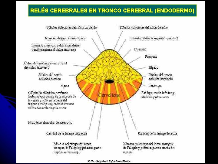 RELÉS CEREBRALES EN TRONCO CEREBRAL (ENDODERMO) 
