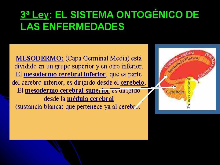 3ª Ley: EL SISTEMA ONTOGÉNICO DE LAS ENFERMEDADES MESODERMO: (Capa Germinal Media) está dividido