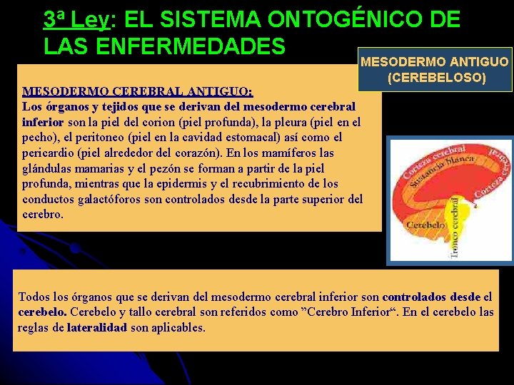 3ª Ley: EL SISTEMA ONTOGÉNICO DE LAS ENFERMEDADES MESODERMO ANTIGUO (CEREBELOSO) MESODERMO CEREBRAL ANTIGUO: