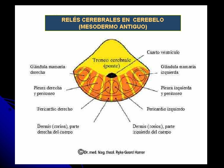 RELÉS CEREBRALES EN CEREBELO (MESODERMO ANTIGUO) 