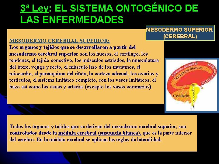 3ª Ley: EL SISTEMA ONTOGÉNICO DE LAS ENFERMEDADES MESODERMO SUPERIOR (CEREBRAL) MESODERMO CEREBRAL SUPERIOR: