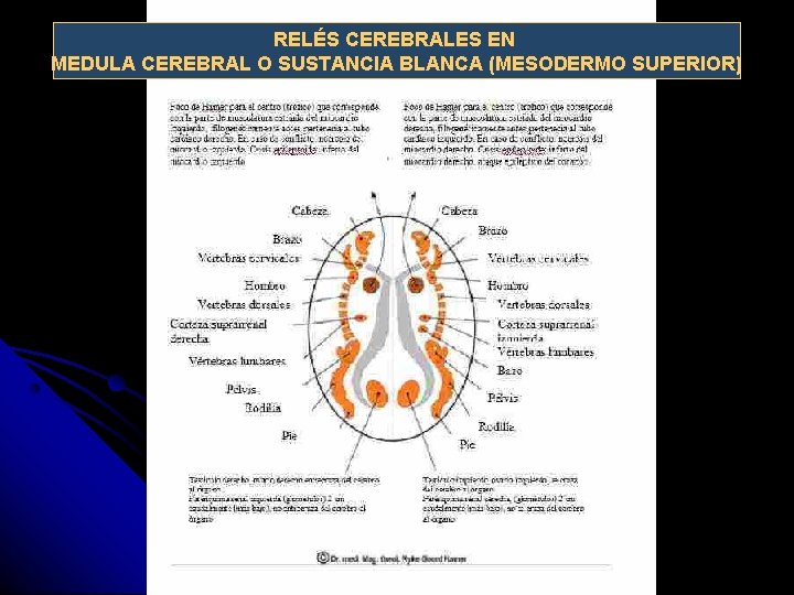RELÉS CEREBRALES EN MEDULA CEREBRAL O SUSTANCIA BLANCA (MESODERMO SUPERIOR) 