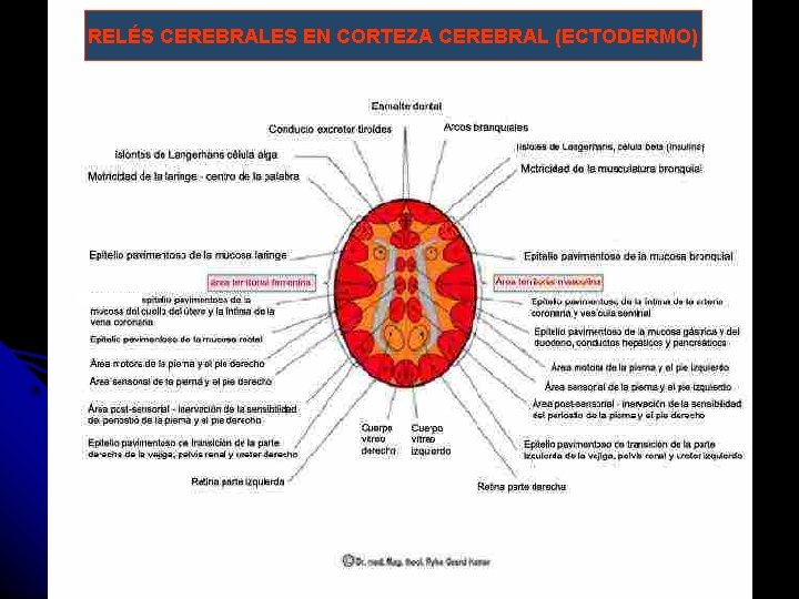 RELÉS CEREBRALES EN CORTEZA CEREBRAL (ECTODERMO) 