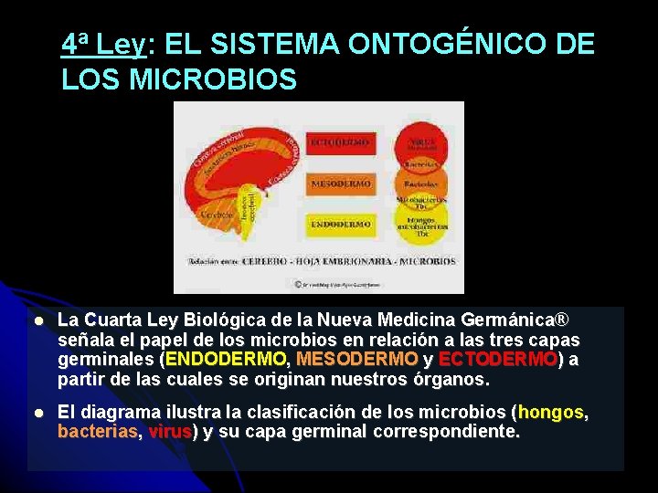 4ª Ley: EL SISTEMA ONTOGÉNICO DE LOS MICROBIOS La Cuarta Ley Biológica de la
