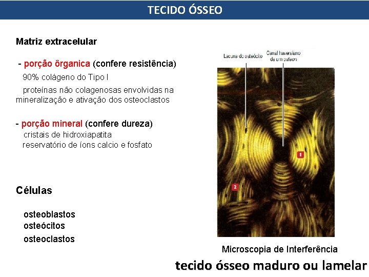 TECIDO ÓSSEO Matriz extracelular - porção ôrganica (confere resistência) 90% colágeno do Tipo I