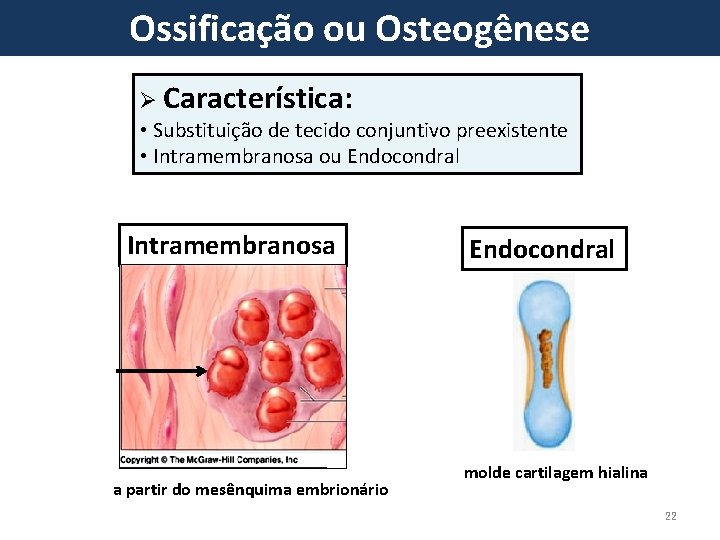 Ossificação ou Osteogênese Ø Característica: • Substituição de tecido conjuntivo preexistente • Intramembranosa ou