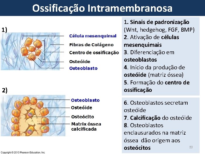 Ossificação Intramembranosa 1) 2) 1. Sinais de padronização (Wnt, hedgehog, FGF, BMP) 2. Ativação