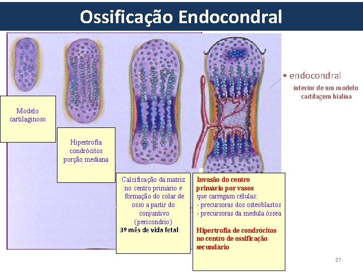 Ossificação Endocondral • endocondral interior de um modelo cartilagem hialina Modelo cartilaginoso Hipertrofia condrócitos