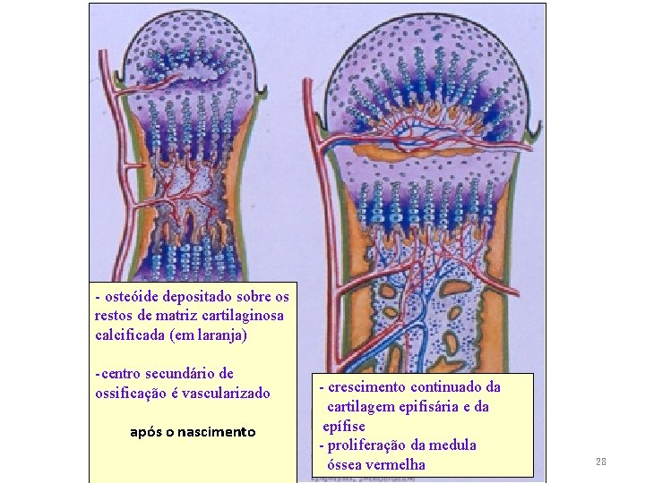 - osteóide depositado sobre os restos de matriz cartilaginosa calcificada (em laranja) -centro secundário