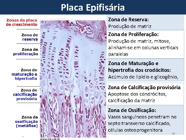 Placa Epifisária Condrócitos Zona de Reserva: Produção de matriz Zona de Proliferação: Produção de