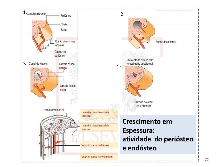 1. 3. 2. 4. Crescimento em Espessura: Crescimento em espessura atividade do periósteo e
