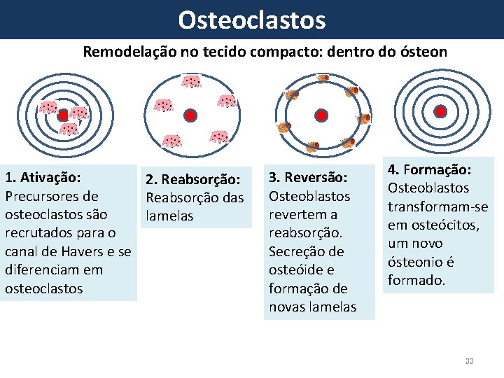 Osteoclastos Remodelação no tecido compacto: dentro do ósteon 1. Ativação: 2. Reabsorção: Precursores de