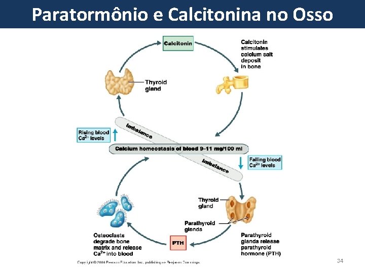 Paratormônio e Calcitonina no Osso 34 
