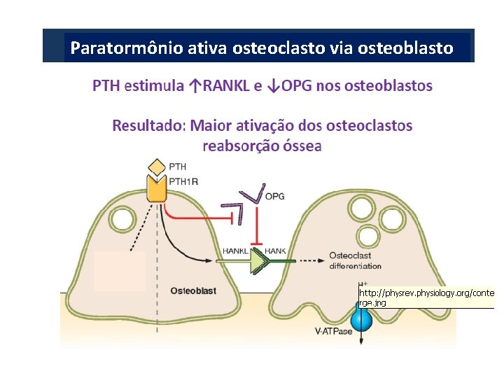 Paratormônio ativa osteoclasto via osteoblasto 36 