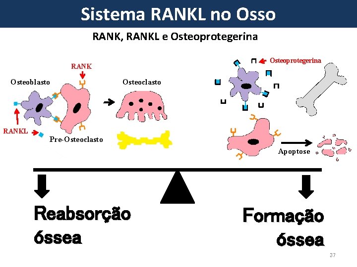 Sistema RANKL no Osso RANK, RANKL e Osteoprotegerina RANK Osteoblasto RANKL Osteoclasto Pre-Osteoclasto Apoptose
