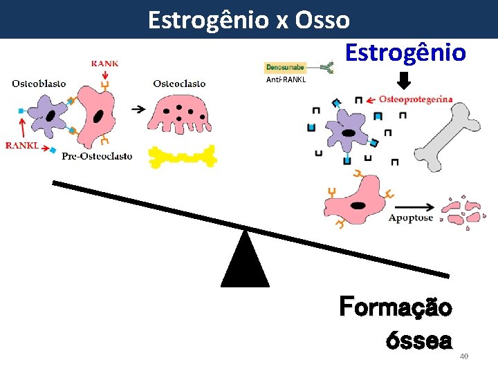 Estrogênio x Osso Estrogênio Anti-RANKL Formação óssea 40 