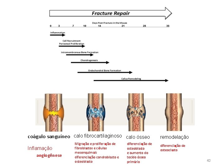 coágulo sanguíneo calo fibrocartilaginoso calo ósseo Inflamação angiogênese Migração e proliferação de fibroblastos e