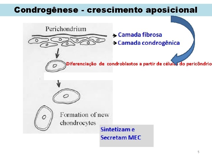 Condrogênese - crescimento aposicional Diferenciação de condroblastos a partir de células do pericôndrio 5