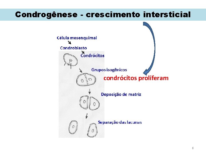 Condrogênese - crescimento intersticial condrócitos proliferam 6 