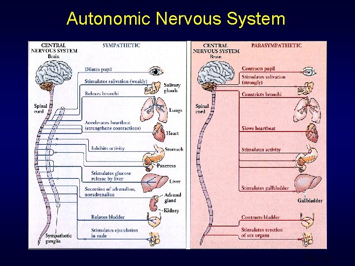 Autonomic Nervous System Fig. 5. 4 