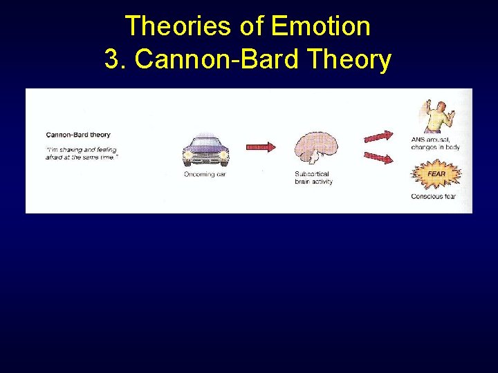 Theories of Emotion 3. Cannon-Bard Theory 