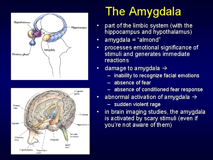 The Amygdala • part of the limbic system (with the hippocampus and hypothalamus) •
