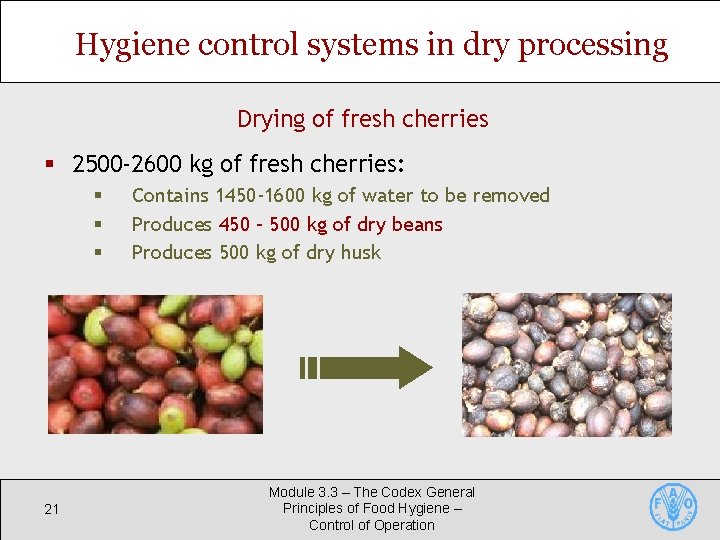 Hygiene control systems in dry processing Drying of fresh cherries § 2500 -2600 kg