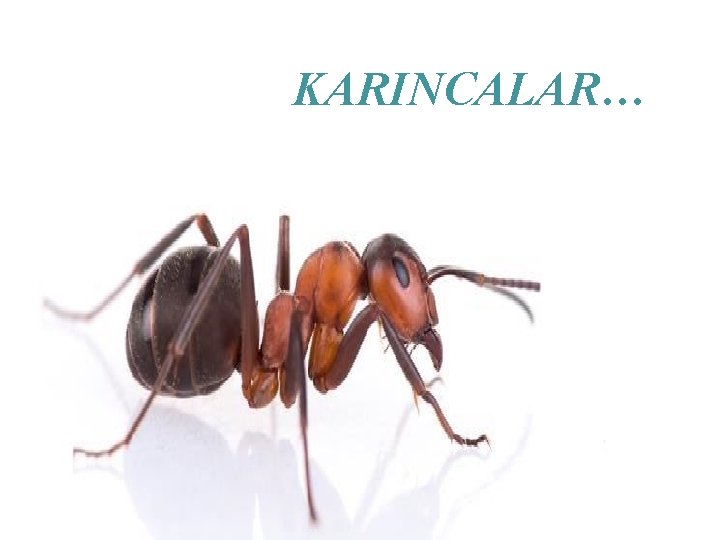 KARINCALAR… 