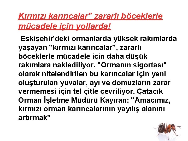  Kırmızı karıncalar" zararlı böceklerle mücadele için yollarda! Eskişehir'deki ormanlarda yüksek rakımlarda yaşayan "kırmızı