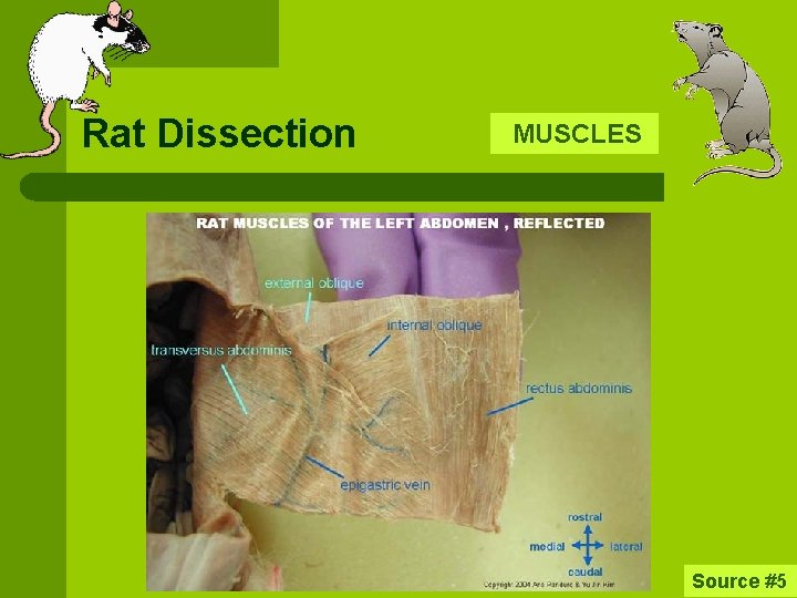 Rat Dissection l l l l Scientific Name