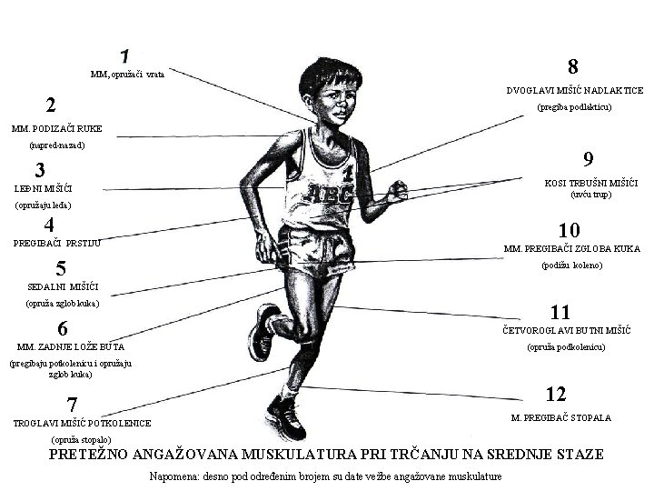 8 MM, opružači vrata DVOGLAVI MIŠIĆ NADLAKTICE 2 (pregiba podlakticu) MM. PODIZAČI RUKE (napred-nazad)