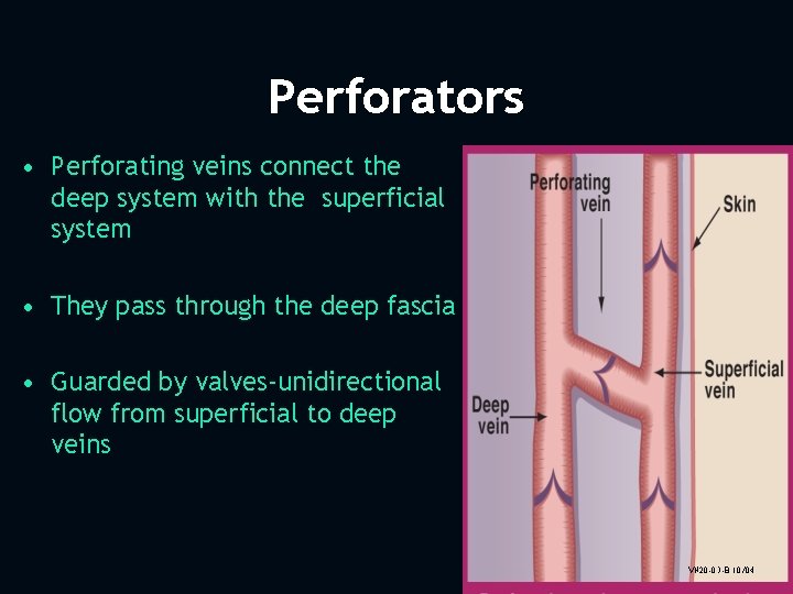 Perforators • Perforating veins connect the deep system with the superficial system • They