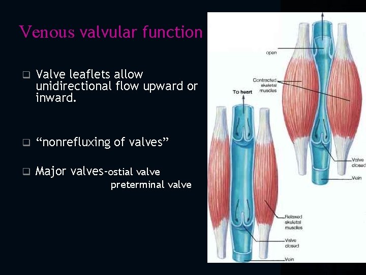 Venous valvular function q Valve leaflets allow unidirectional flow upward or inward. q “nonrefluxing