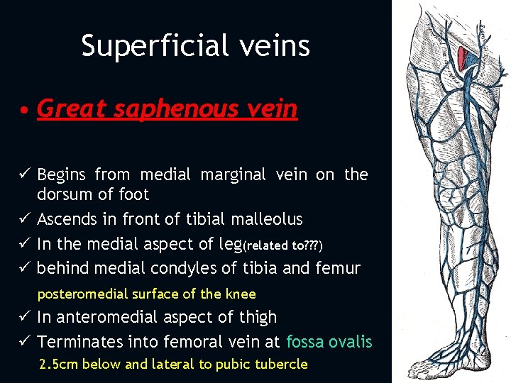 Superficial veins • Great saphenous vein ü Begins from medial marginal vein on the