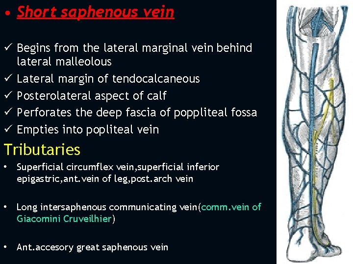  • Short saphenous vein ü Begins from the lateral marginal vein behind lateral