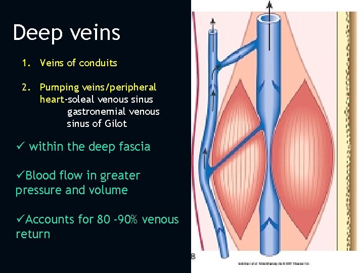 Deep veins 1. Veins of conduits 2. Pumping veins/peripheral heart-soleal venous sinus gastronemial venous
