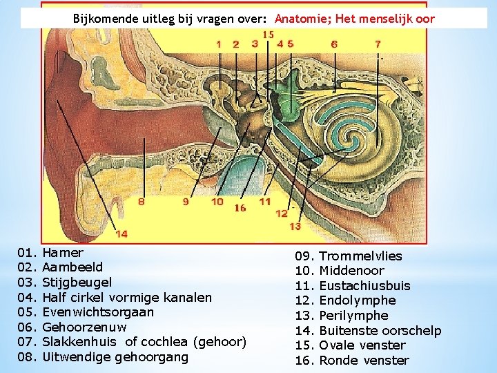 Bijkomende uitleg bij vragen over: Anatomie; Het menselijk oor 01. 02. 03. 04. 05.