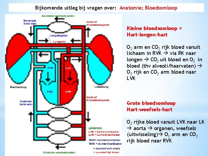 Bijkomende uitleg bij vragen over: Anatomie; Bloedsomloop Kleine bloedsomloop = Hart-longen-hart O 2 arm