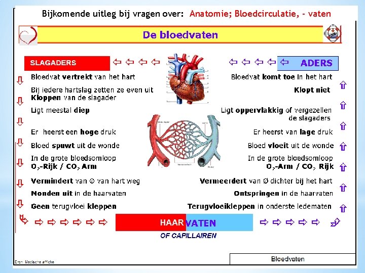 Bijkomende uitleg bij vragen over: Anatomie; Bloedcirculatie, - vaten 