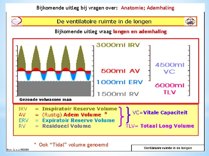 Bijkomende uitleg bij vragen over: Anatomie; Ademhaling Bijkomende uitleg vraag longen en ademhaling *