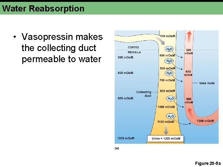 Water Reabsorption • Vasopressin makes the collecting duct permeable to water Figure 20 -5