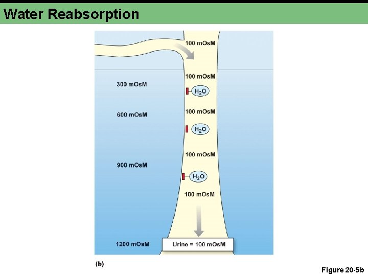 Water Reabsorption Figure 20 -5 b 