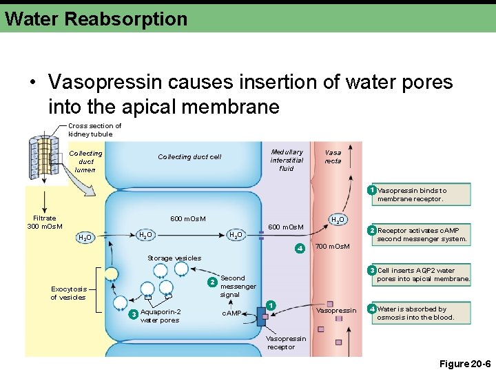 Water Reabsorption • Vasopressin causes insertion of water pores into the apical membrane Cross