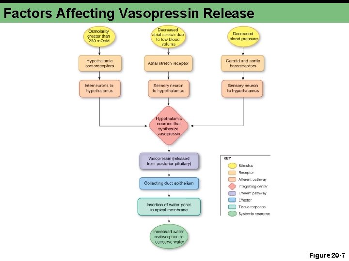 Factors Affecting Vasopressin Release Figure 20 -7 