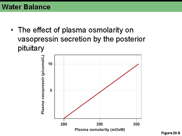 Water Balance • The effect of plasma osmolarity on vasopressin secretion by the posterior