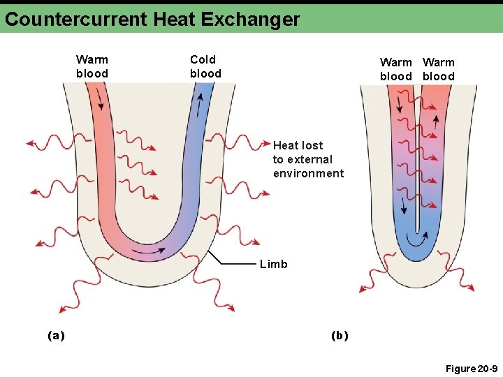 Countercurrent Heat Exchanger Warm blood Cold blood Warm blood Heat lost to external environment