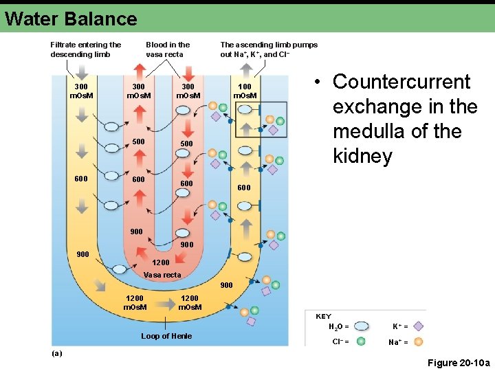 Water Balance Filtrate entering the descending limb 300 m. Os. M 600 Blood in