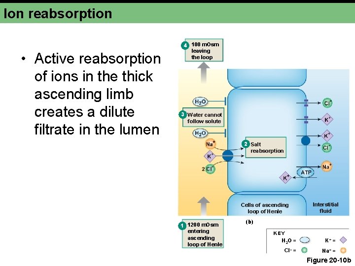 Ion reabsorption • Active reabsorption of ions in the thick ascending limb creates a
